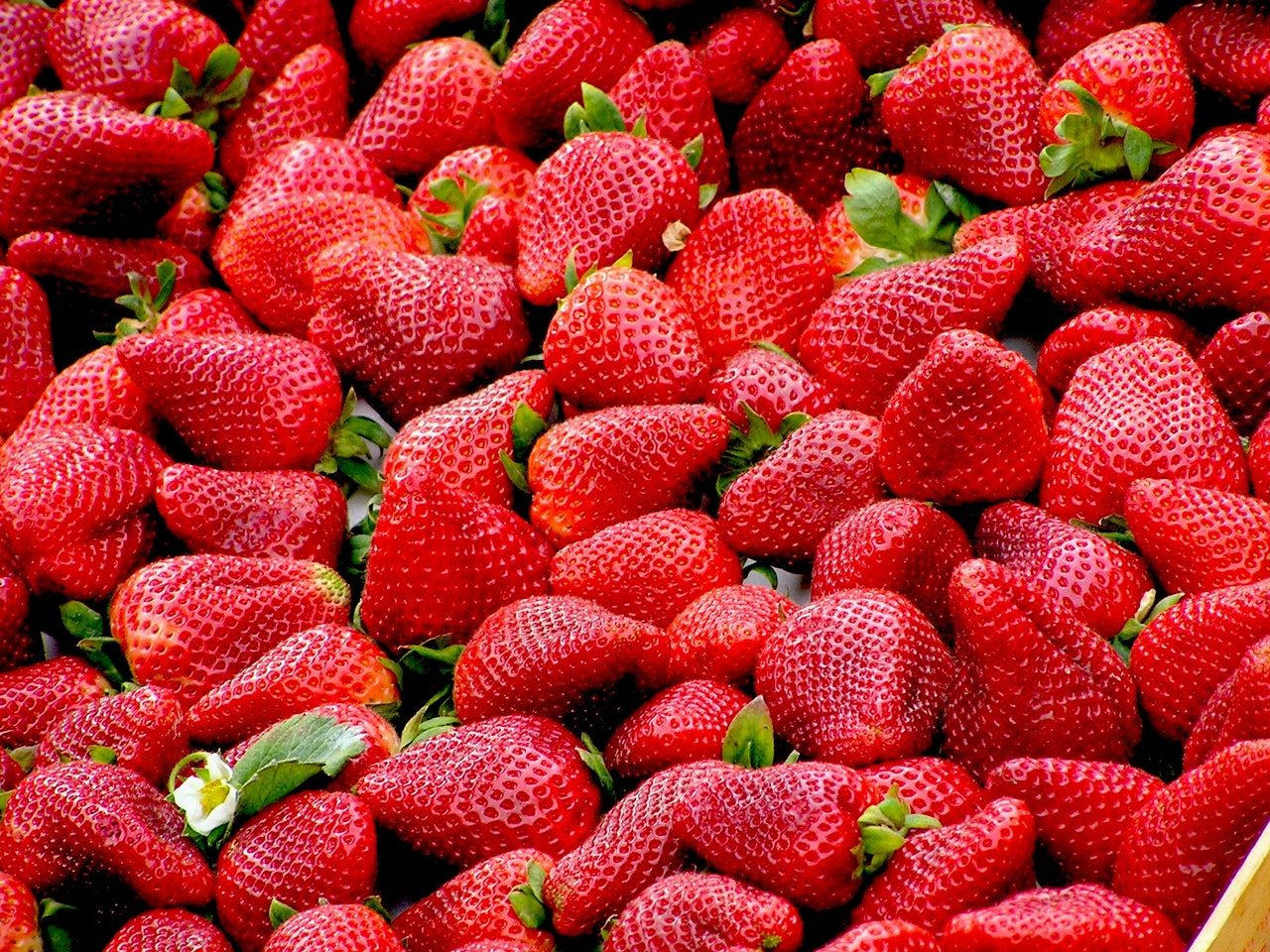 strawberry picking
